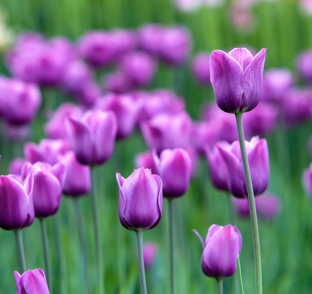 Photo a lawn with violet tulips, one flower in focus