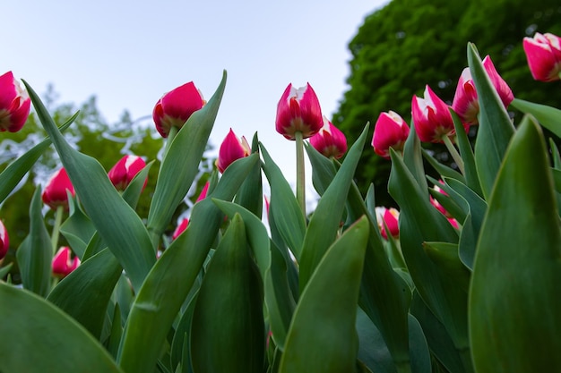 Foto prato con tulipani bianco-rossi in primo piano, vista dal basso.
