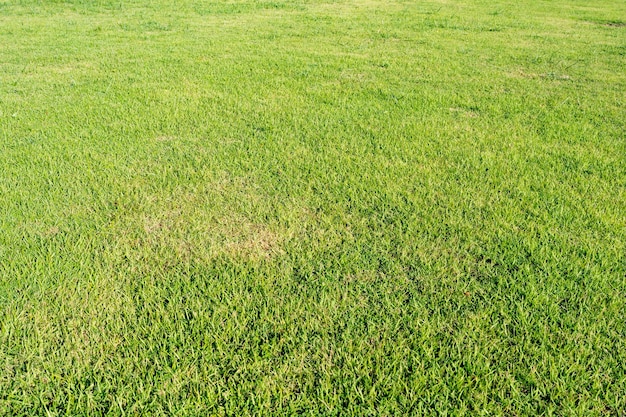 A lawn with a white sign that says'lawn care'on it