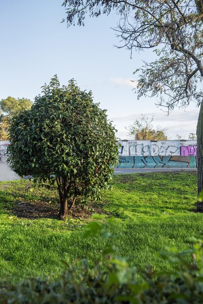 Lawned gardens with trees and hedges beside a road