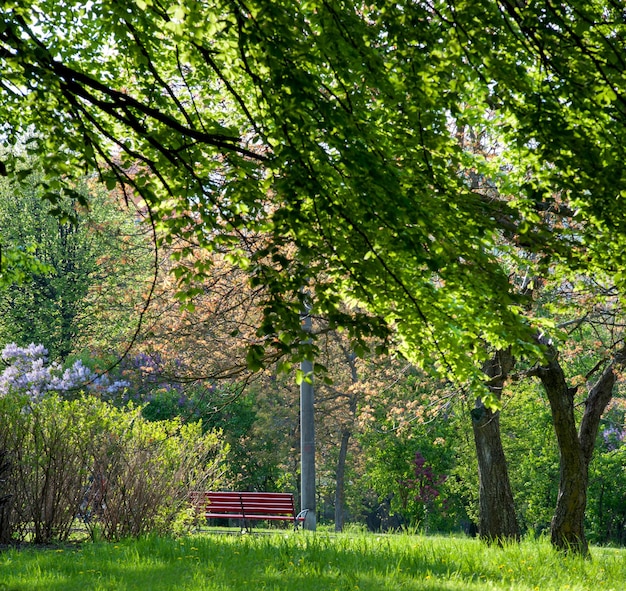 Lawns in the park in spring the trees are bright and blooming