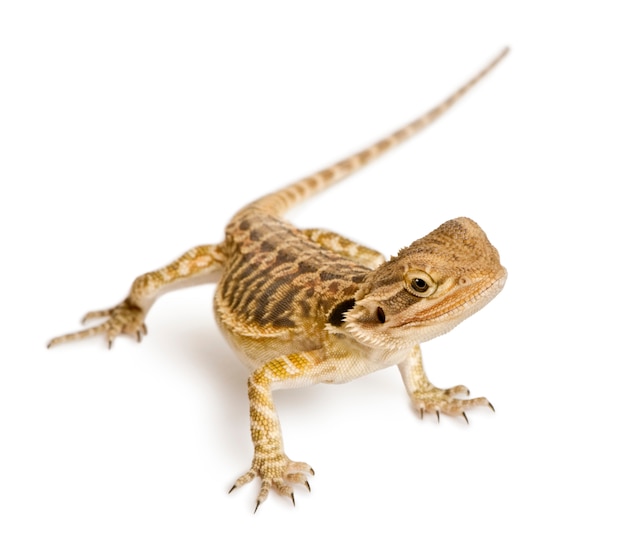 Lawson's draak - Pogona henrylawsoni