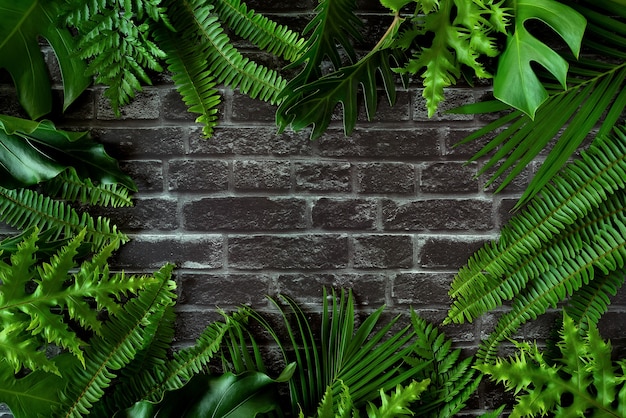 Lay out the creative frame of a tropical flat nature Place Monstera coconut adn fern on the wood