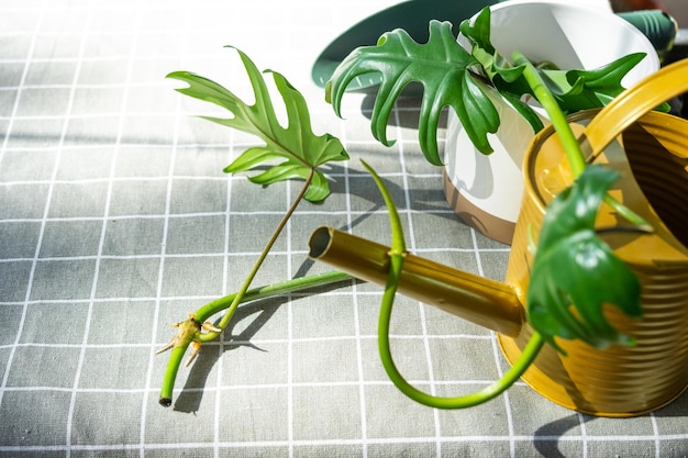 Lay-out op de tafel van een philodendron-spruit met wortels en uitrusting voor het planten van huisplanten