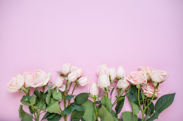 Lay-out van delicate roze trosrozen op een roze achtergrond