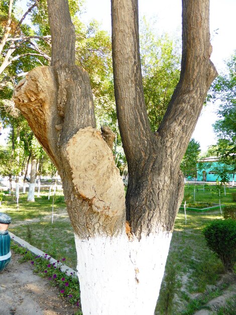 A layer of lime protects the trees