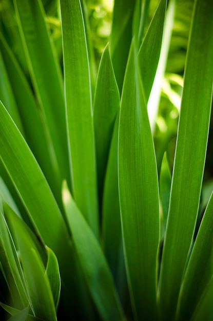 layers of bright green veined iris leaves