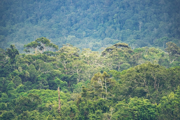 The layers of mountain, tropical forest field