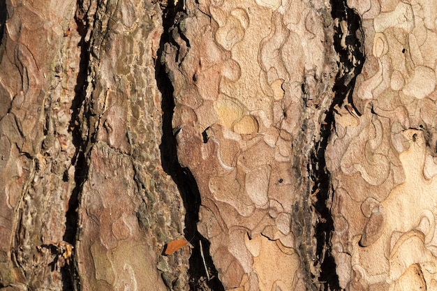 Layers of pine tree bark, photo close-up, visible details of plant protection