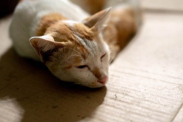 Laying down brown and white Thai cat on cardboard paper with blurred background.