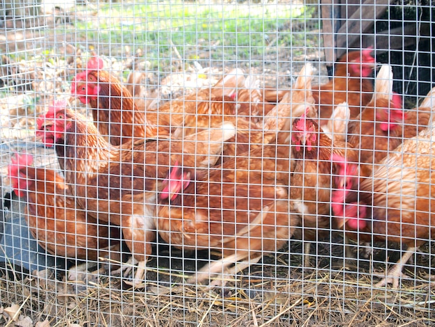 laying hen in the cage