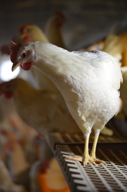 Photo laying hen perched on automatic nest