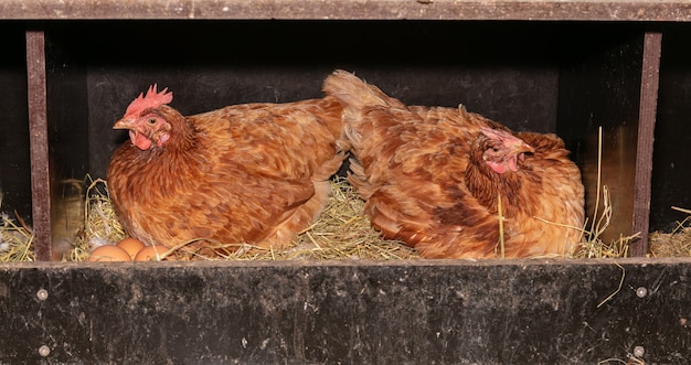 Laying hens in a nest box with straw