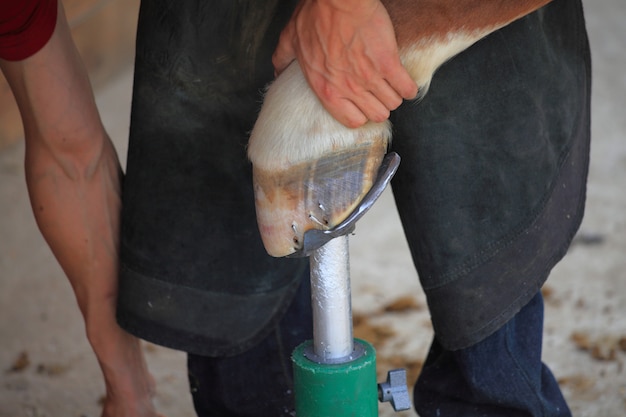 Laying a horseshoe