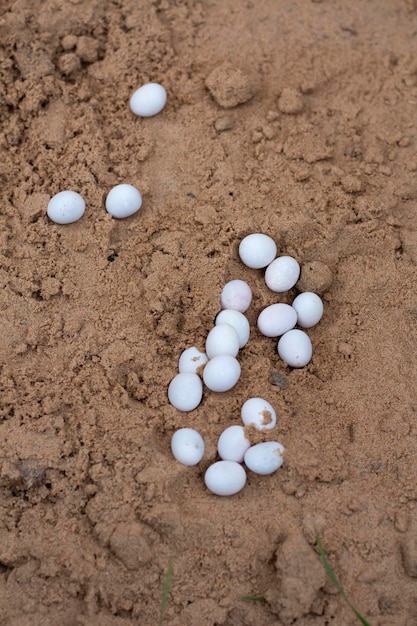 Laying of soft white lizard eggs in the sand