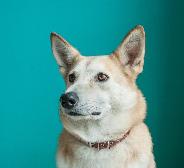 Photo layka husky dog. detailed portrait