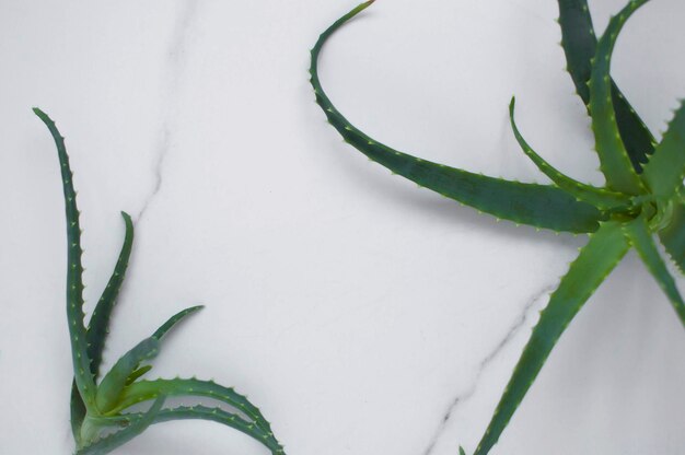 Layout, aloe vera marble background. Banner. Top view. Environmentally friendly. Zero waste.