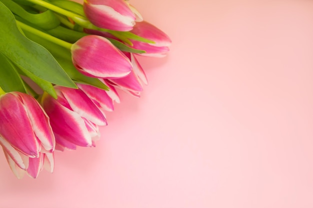 Layout Greeting card with pink background and tulips with space for text