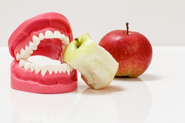 Layout of the human jaw and bitten apple beside it.