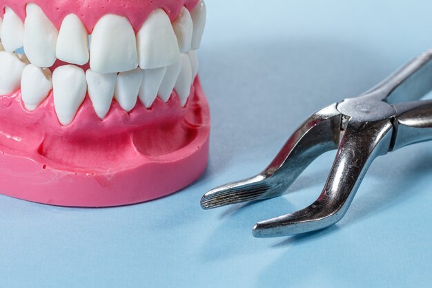 Layout of the human jaw and a stainless steel dental tongs on the blue background.