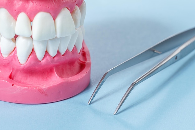 Layout of the human jaw and a stainless steel tweezers on the blue background