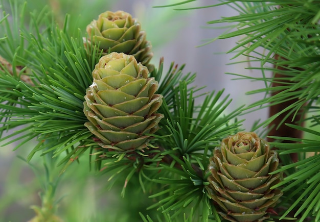 Layout made of pine needles and cones nature background forest background larch cones close up