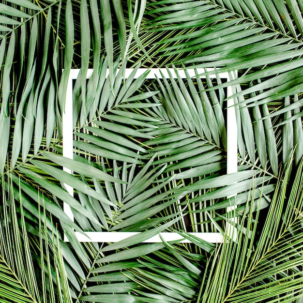 Photo layout made tropical palm leaves monstera and white frame for text flat lay top view