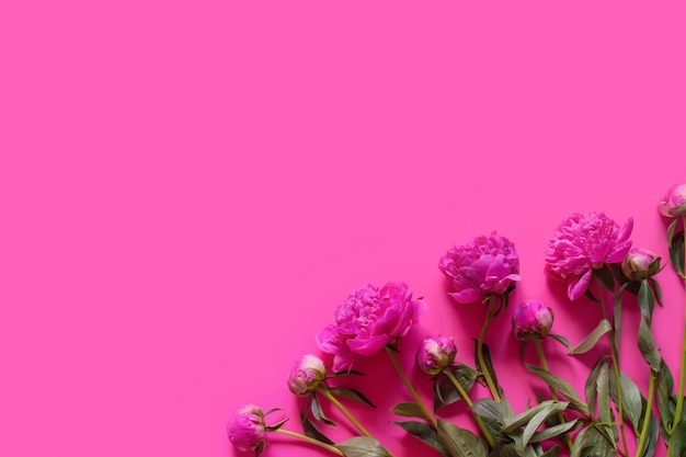 Layout of pink flowers peonies on a pink background copy space