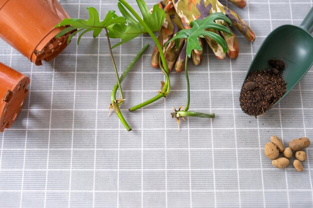 layout on the table of a philodendron sprout with roots and equipment for planting domestic plants