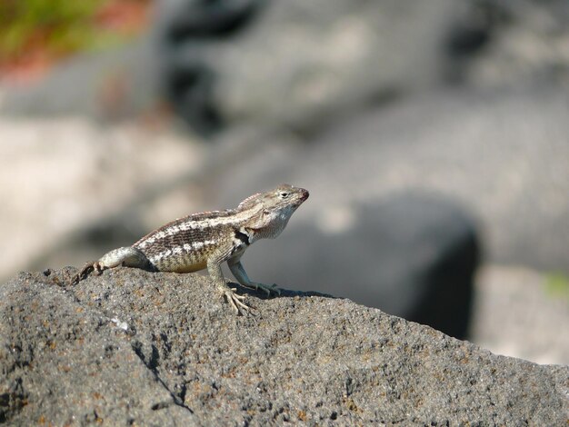 Photo a laza lizard