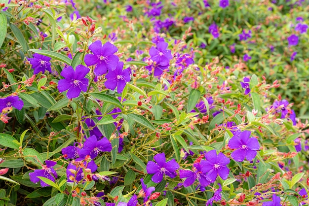 Laziander sevenstamen Lasiandra semidecandra Tibouchina semidecandra в парке