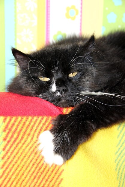 Lazy black cat laying on colored back of sofa black and white cat laying on back of sofa with colored fabric domectic animal has a rest