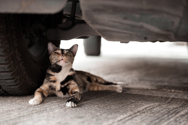 Gatto pigro nascosto sotto l'auto