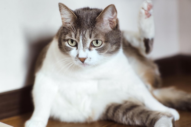 The lazy cat is lying on the floor and has lifted its paw up A wellfed pet is resting in a bright room