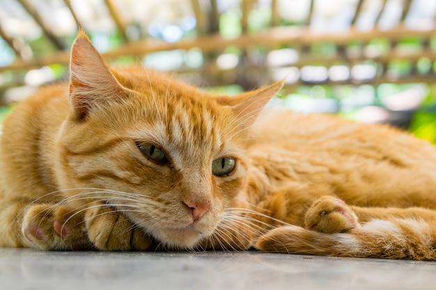 Foto gatto pigro che si rilassa