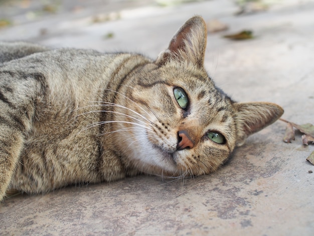 怠惰な猫