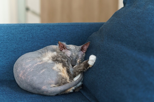 Gatto sphynx carino pigro che dorme sul divano