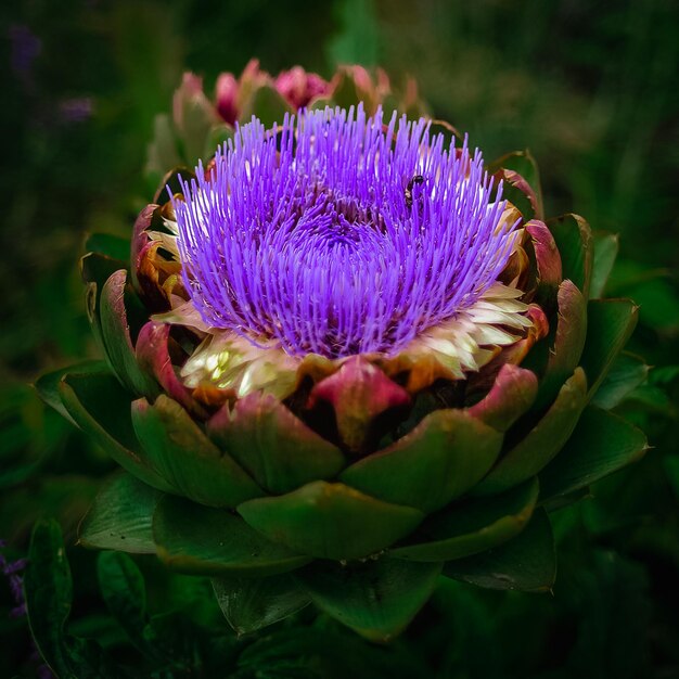 Giorno pigro nel mio giardino