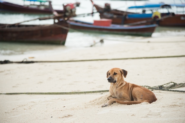 Lazy dog sitting on the beach