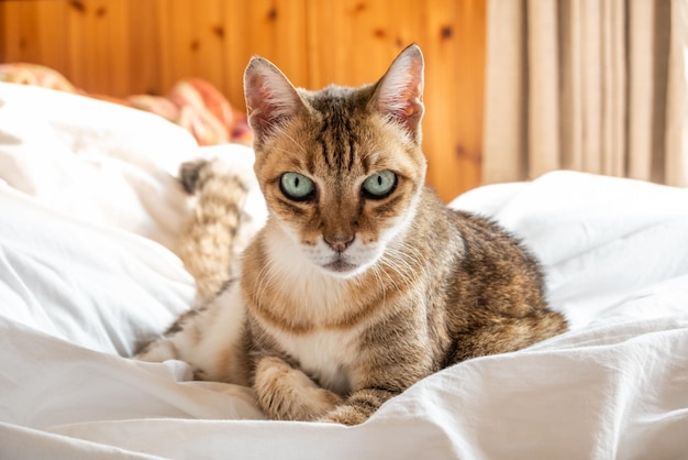 怠惰で面白いぶち猫