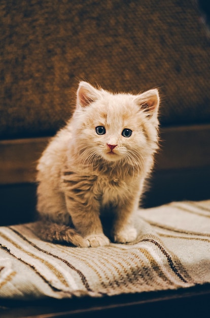 柔らかく居心地の良いベッドで怠惰な子猫好奇心旺盛な赤い子猫が休んでいます