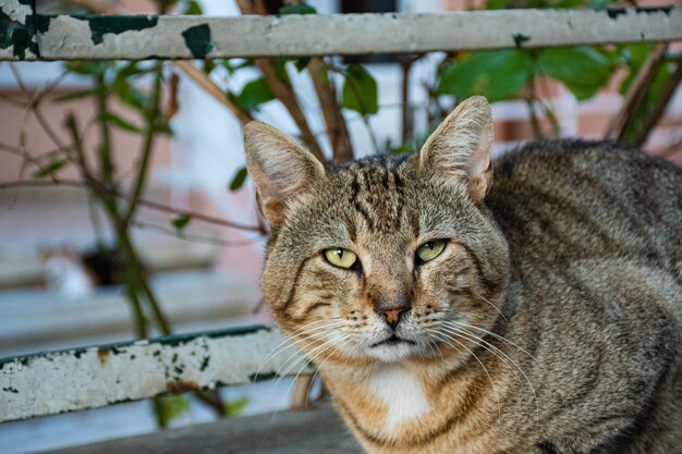 Lazy, red-haired, gray cat is lying on the street