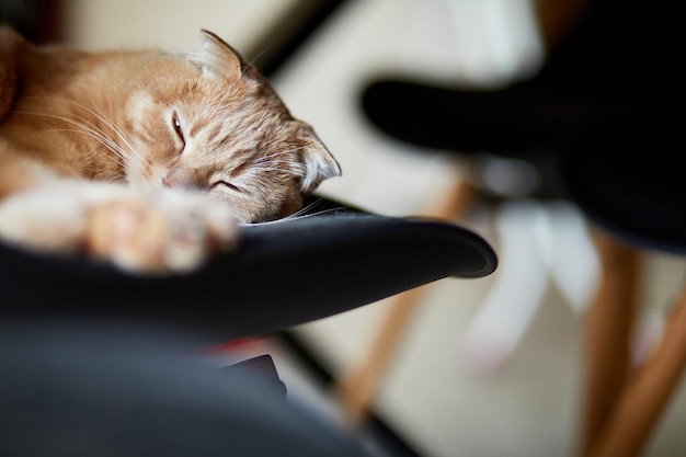 Lazy Scottish Fold kat ontspannen op stoel in moderne woonkamer thuis mooi huisdier