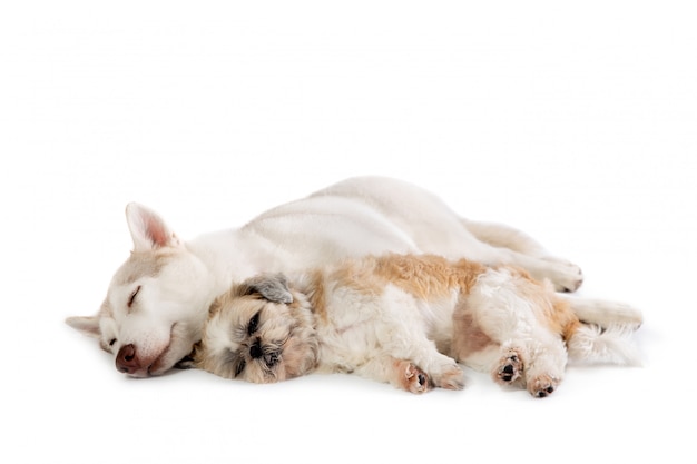 Lazy siberian husky and shih tzu sleeping together on the floor