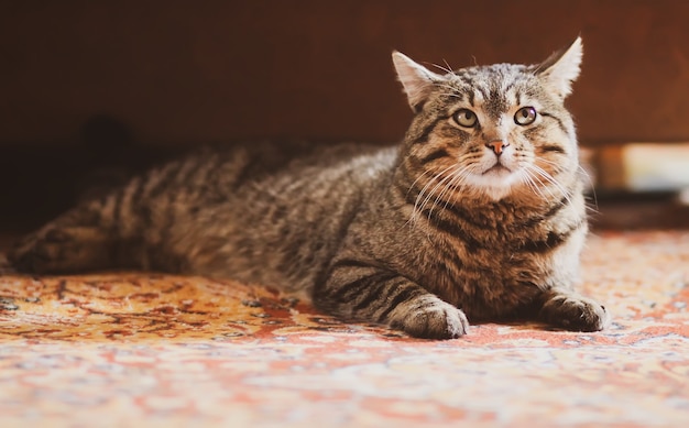 Lazy striped domestic cat relaxing on colorful carpet at home.