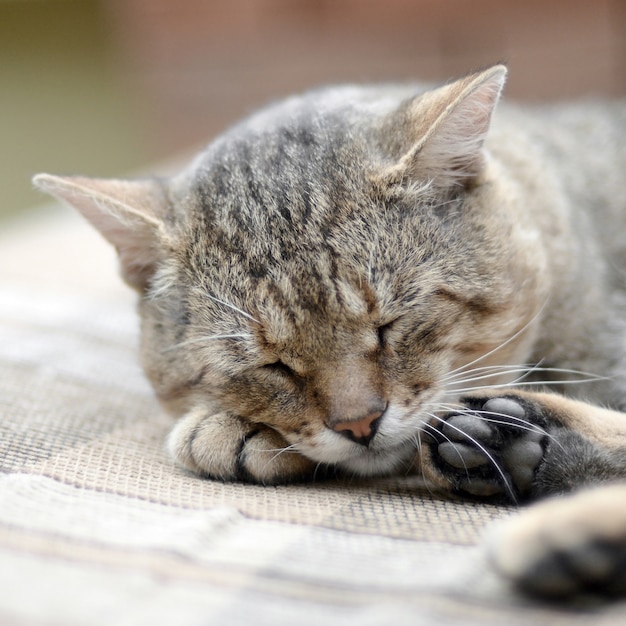 Lazy tabby cat napping on the couch