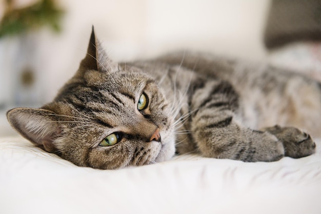 Lazy tabby grey cat sleeping on the bed