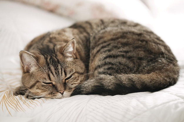 写真 ベッドで眠っている怠け者の灰色の猫 家の猫がリラックスしている