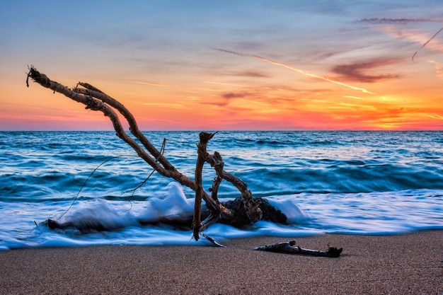 Photo ld wood trunk snag in water at beach on beautiful sunset