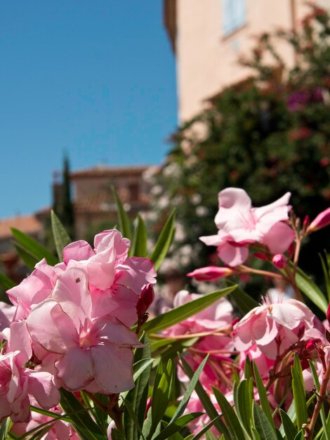 Foto le castellet in francia